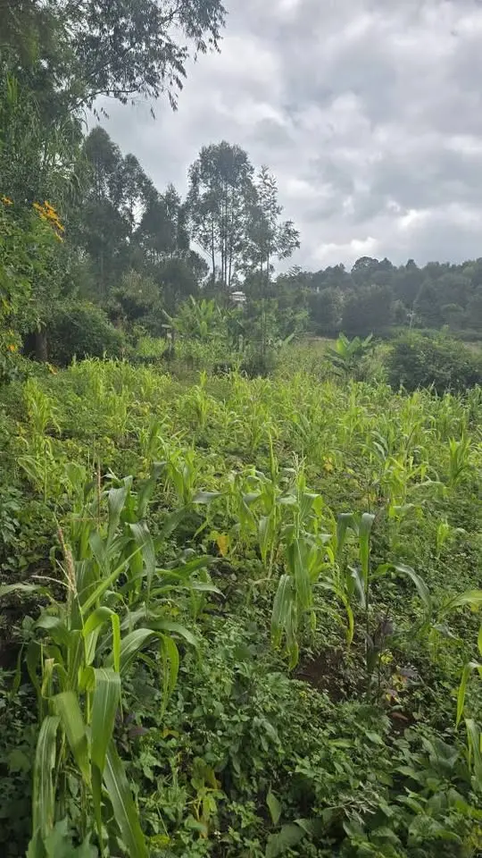 Ngong-Bondeni | 50x100 Plot | Kshs 2.5M