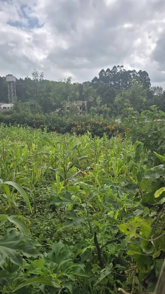 Ngong-Bondeni | 50x100 Plot | Kshs 2.5M
