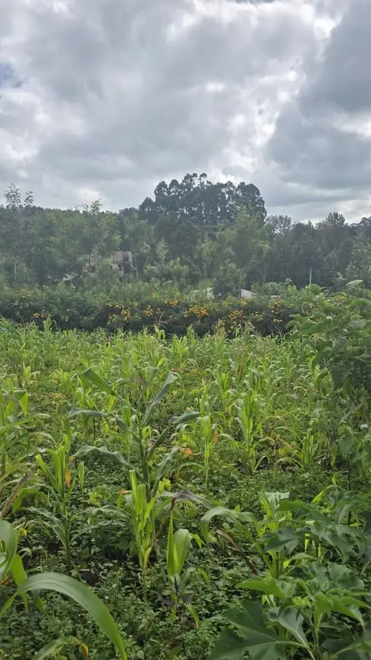 Ngong-Bondeni | 50x100 Plot | Kshs 2.5M