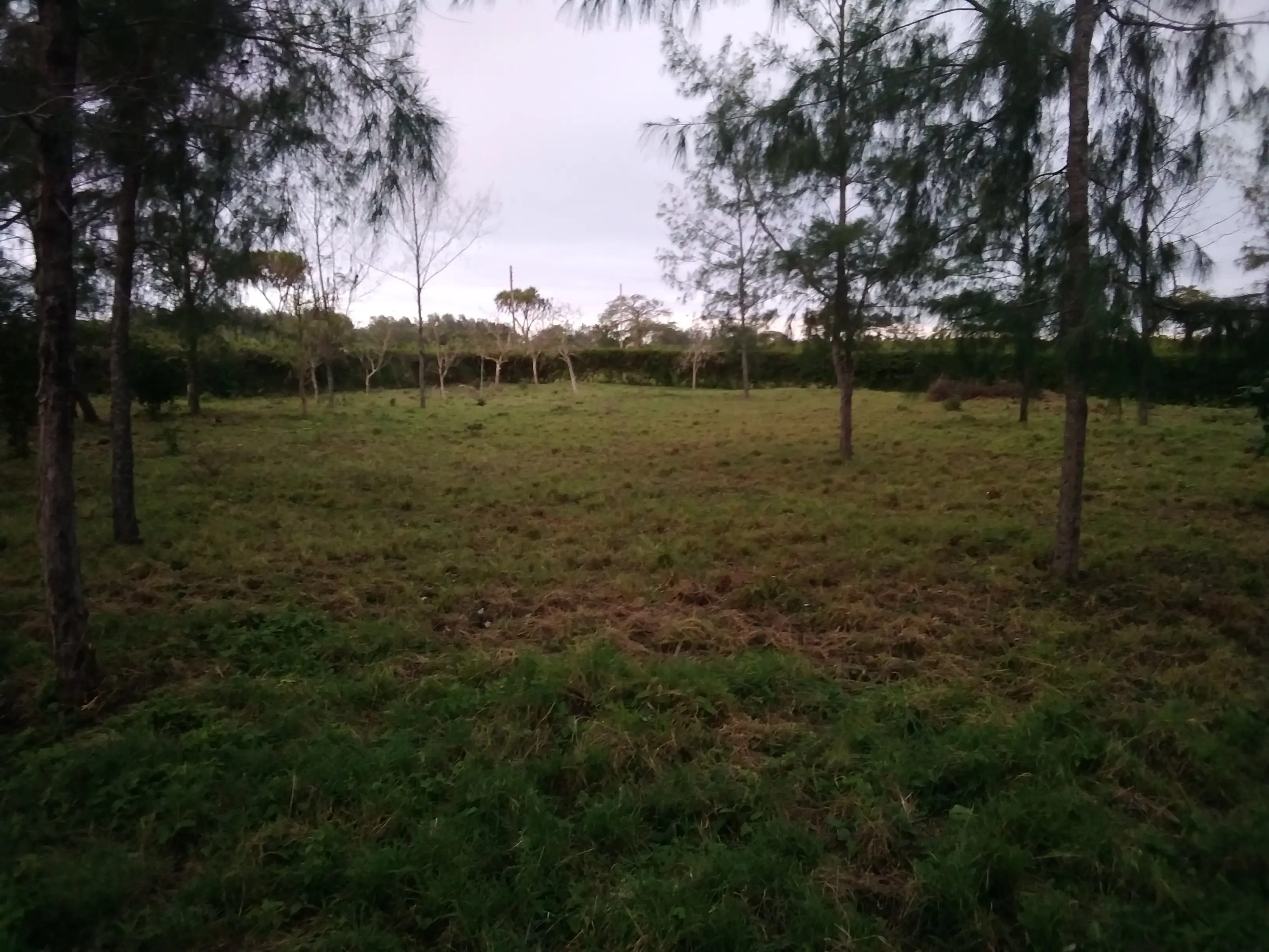 Beautiful building plots Diani Beach Kenya - Galu Kinondo - Beachplot